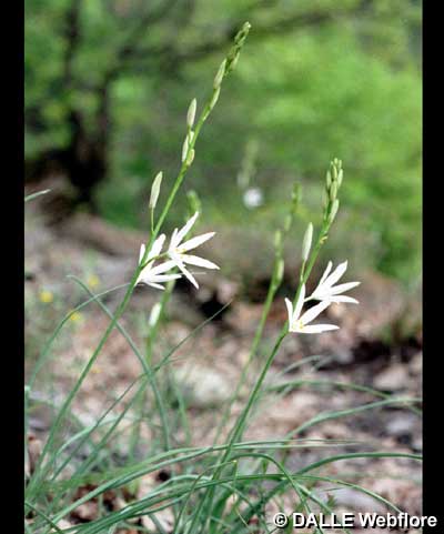 Anthericum liliago