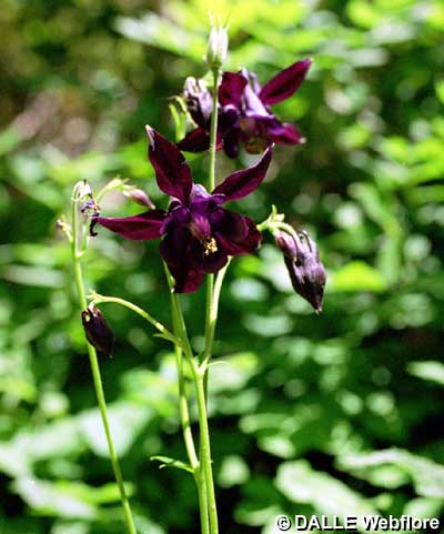 Aquilegia atrata