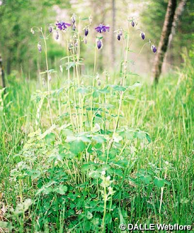 Aquilegia vulgaris