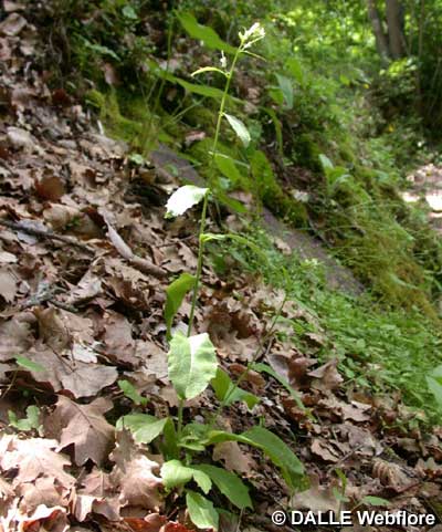 Arabis turrita