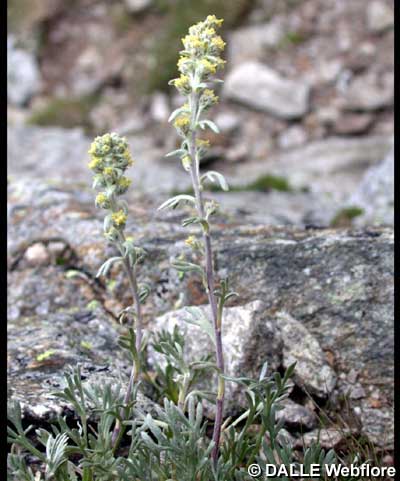 Artemisia eriantha