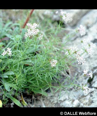 Asperula hexaphylla