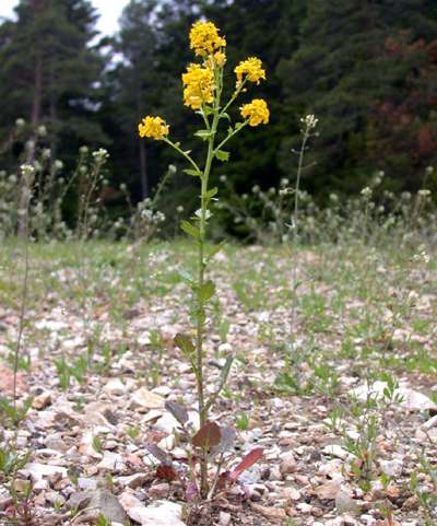 Barbarea vulgaris