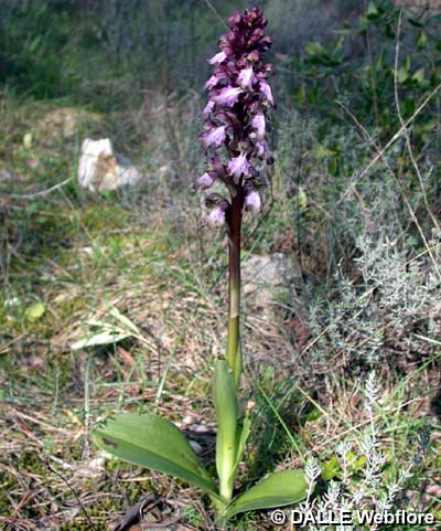 Barlia robertiana