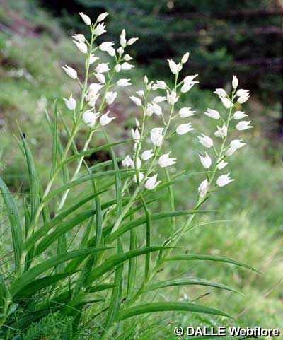 Cephalanthera longifolia