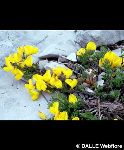 Cytisus ardoini