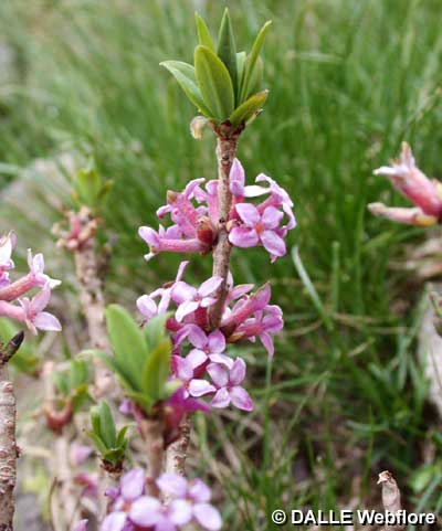 Daphne mezereum