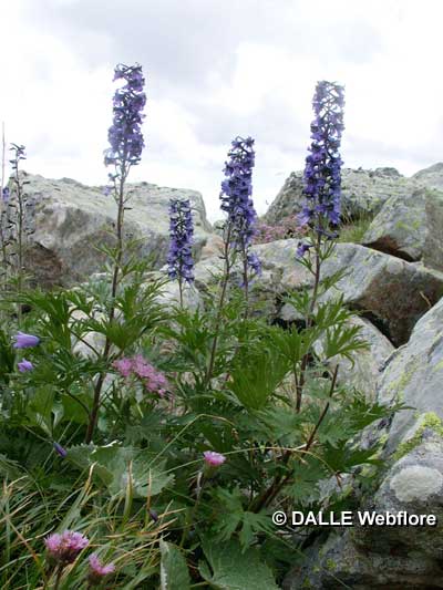 Delphinium dubium