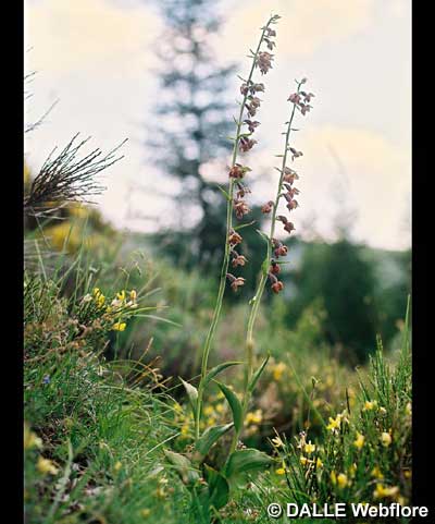 Epipactis atrorubens