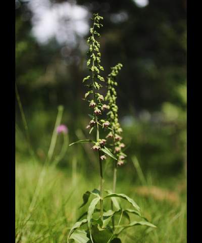 Epipactis helleborine