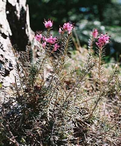 Erica carnea subsp. carnea