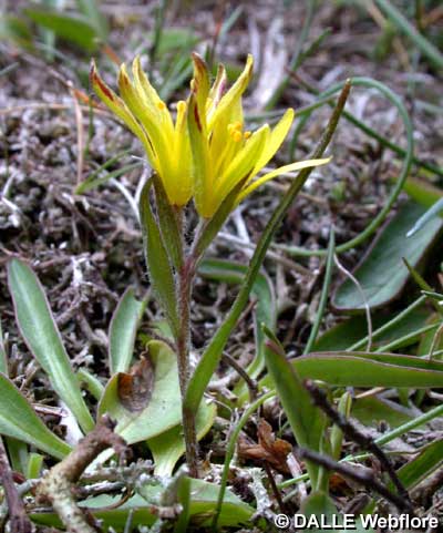 Gagea saxatilis