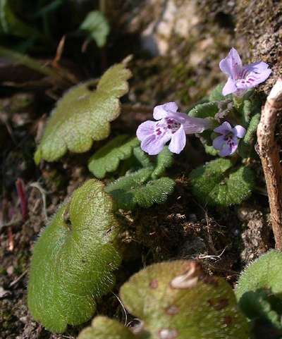 Glechoma hederacea subsp. hederacea