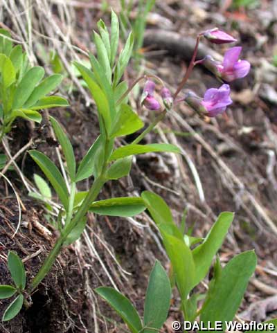 Lathyrus montanus
