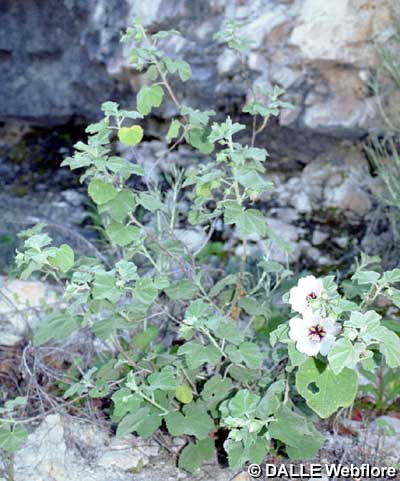 Lavatera maritima