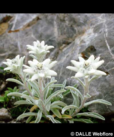 Leontopodium alpinum