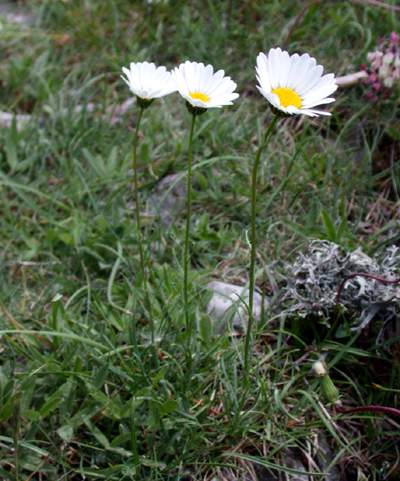 Leucanthemum burnatii