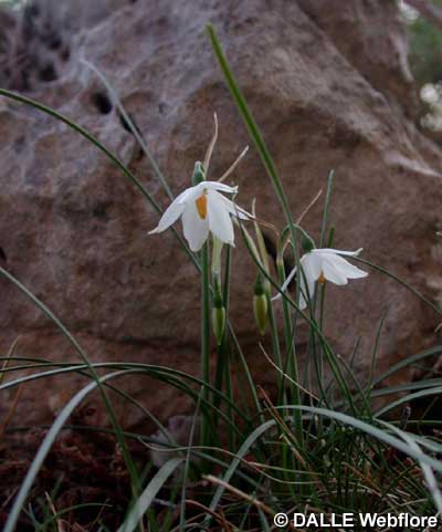 Leucoium nicaeense
