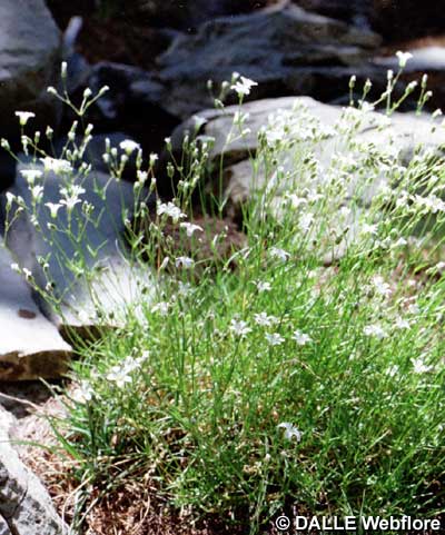 Minuartia laricifolia subsp. laricifolia