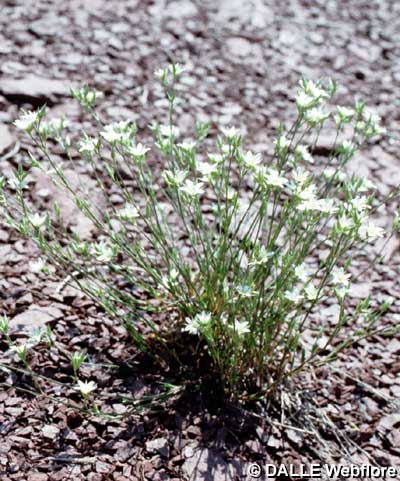 Minuartia rostrata