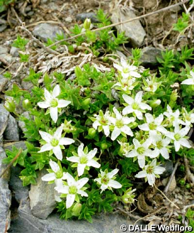 Minuartia rupestris