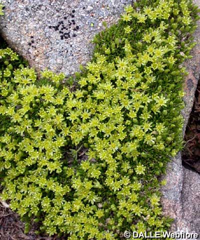 Minuartia sedoides
