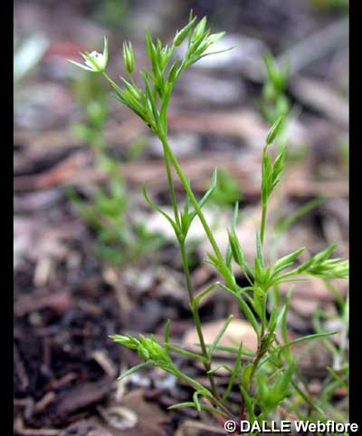Minuartia tenuifolia