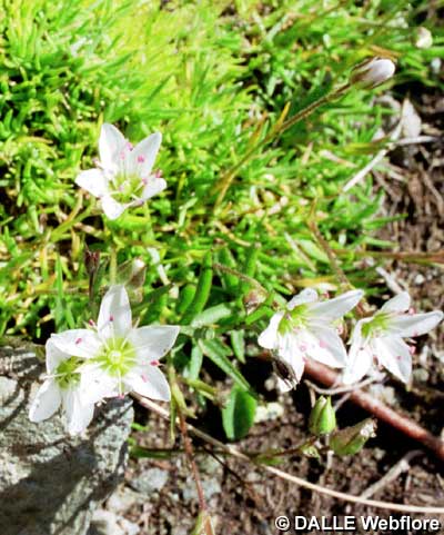 Minuartia verna