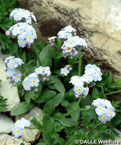 Myosotis alpestris