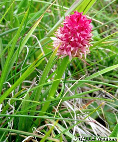 Nigritella corneliana