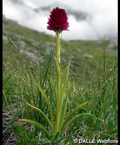 Nigritella rhellicani