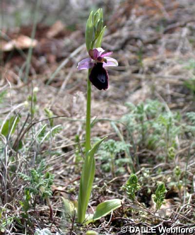 Ophrys bertolonii