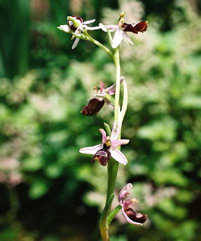 Ophrys bertolonii subsp. saratoi