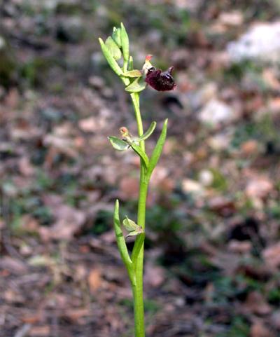 Ophrys incubacea
