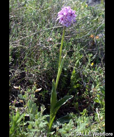 Orchis tridentata