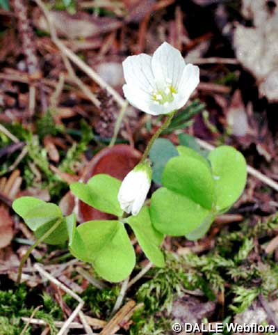 Oxalis acetosella