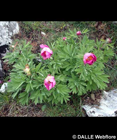 Paeonia officinalis subsp. huthii