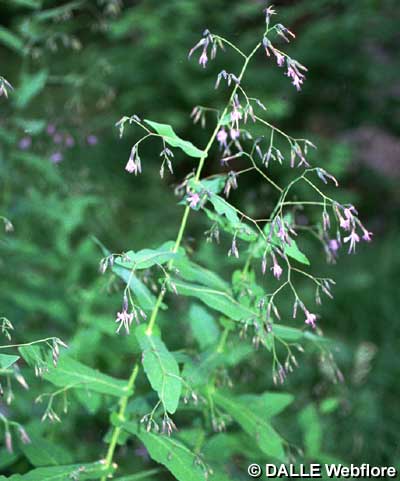 Prenanthes purpurea