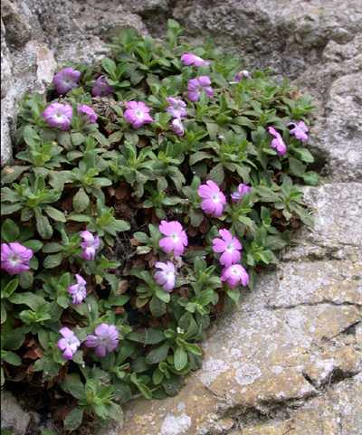 Primula allionii