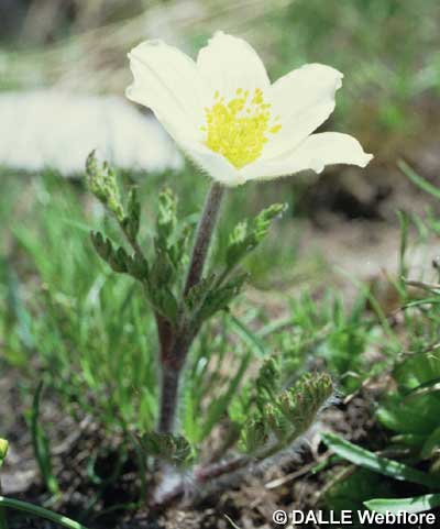 Pulsatilla alpina subsp. apiifolia