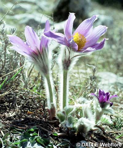 Pulsatilla halleri