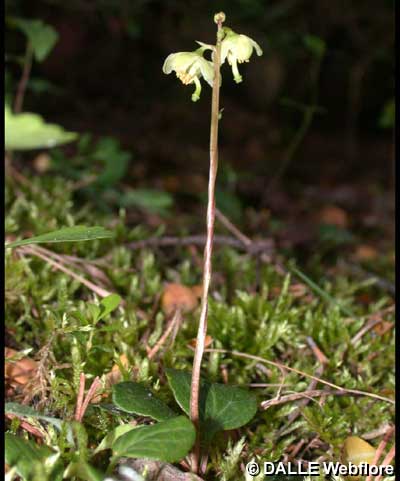Pyrola chlorantha