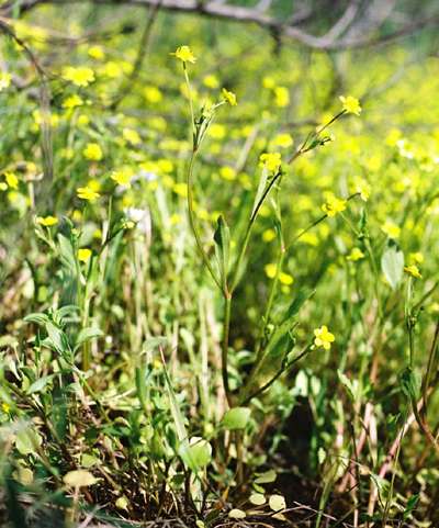 Ranunculus ophioglossifolius