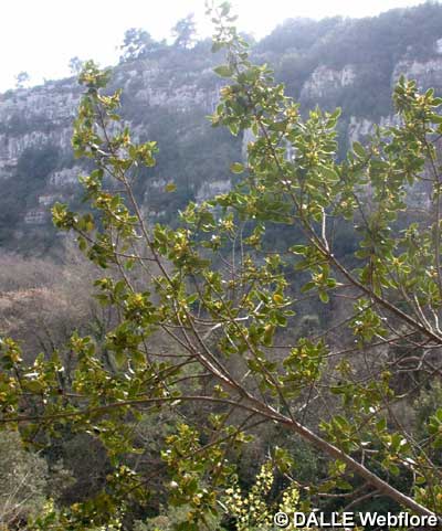 Rhamnus alaternus