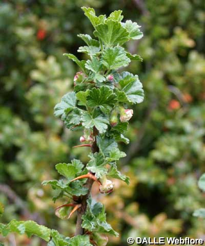 Ribes uva-crispa