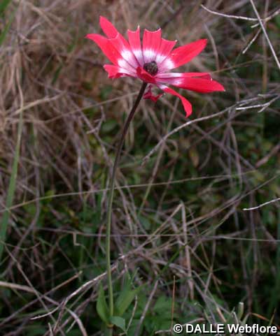 X Anemone variata